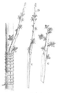 Baltet - L'art de greffer - fig134
