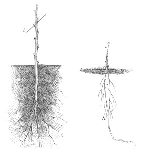 Baltet - L'art de greffer - fig24