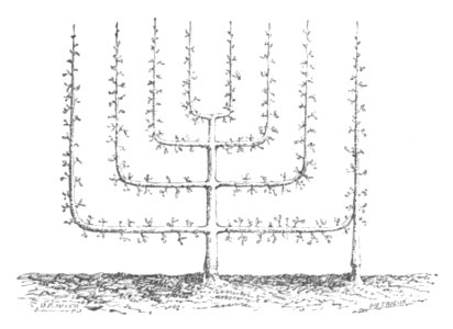 Baltet - L'art de greffer - fig142