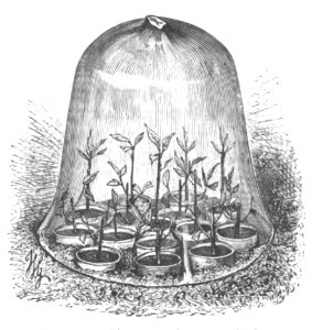 Baltet - L'art de greffer - fig33