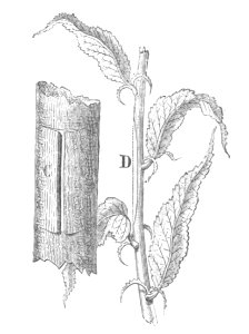 Baltet - L'art de greffer - fig150