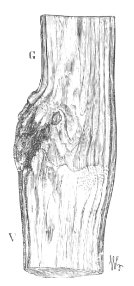 Baltet - L'art de greffer - fig159