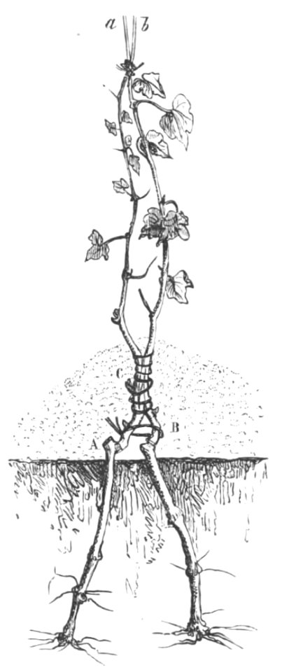 Baltet - L'art de greffer - fig40