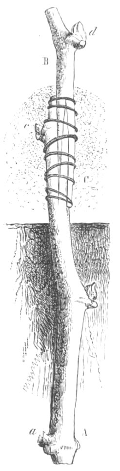 Baltet - L'art de greffer - fig176