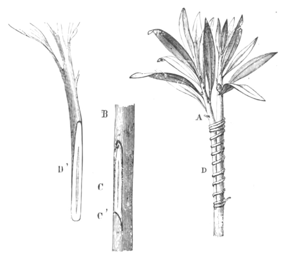 Baltet - L'art de greffer - fig55