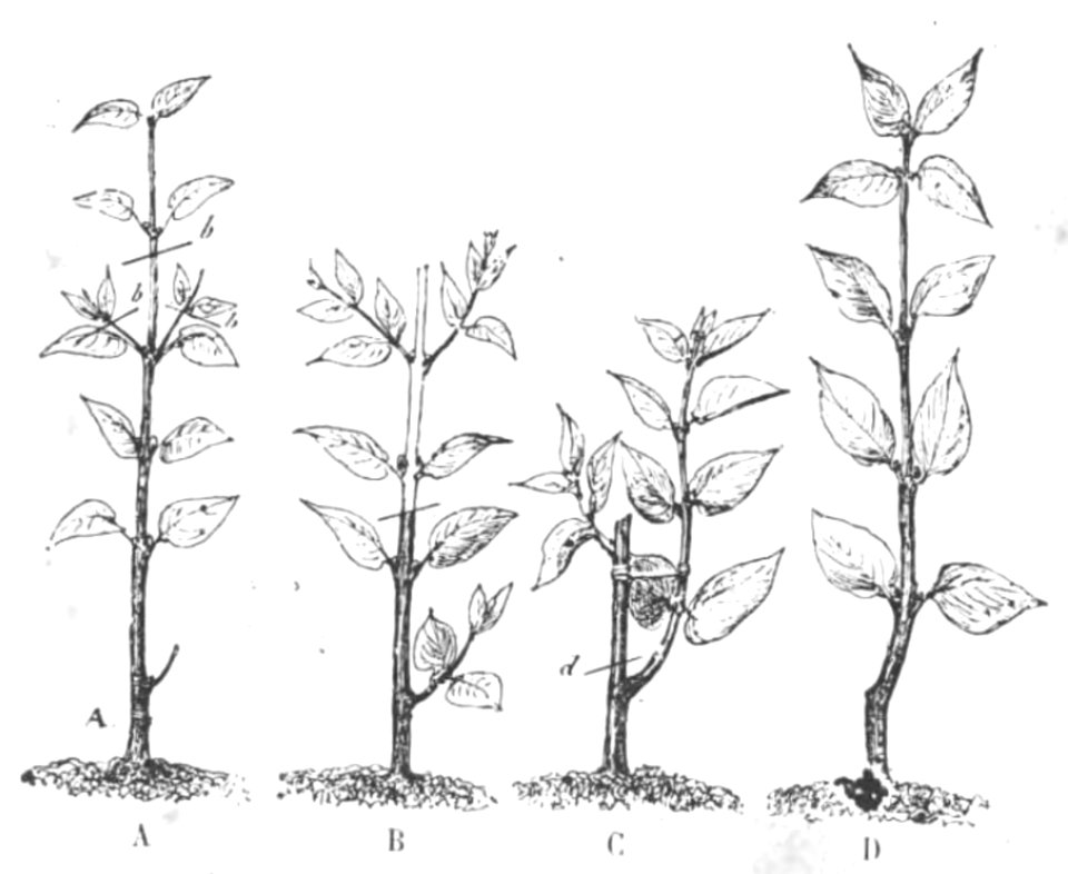 Baltet - L'art de greffer - fig102
