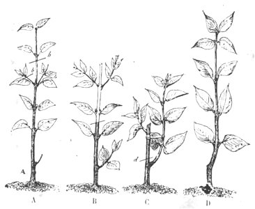 Baltet - L'art de greffer - fig102
