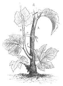 Baltet - L'art de greffer - fig183