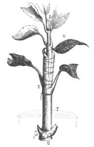 Baltet - L'art de greffer - fig111