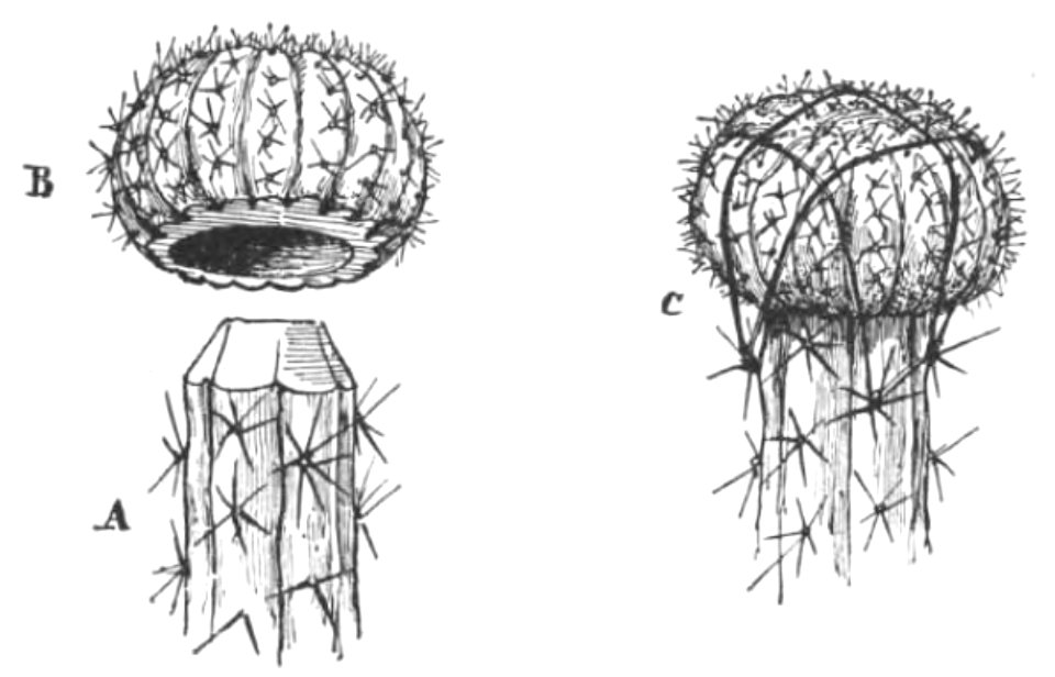 Baltet - L'art de greffer - fig192
