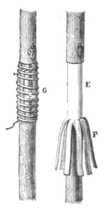 Baltet - L'art de greffer - fig101