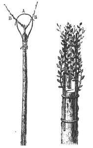Baltet - L'art de greffer - fig105