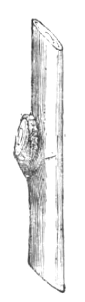 Baltet - L'art de greffer - fig29