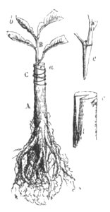 Baltet - L'art de greffer - fig119