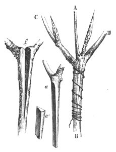 Baltet - L'art de greffer - fig78