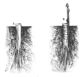 Baltet - L'art de greffer - fig110