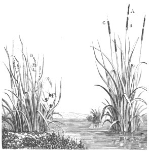 Baltet - L'art de greffer - fig11