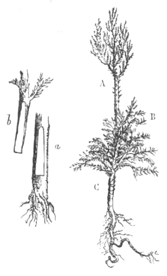 Baltet - L'art de greffer - fig113