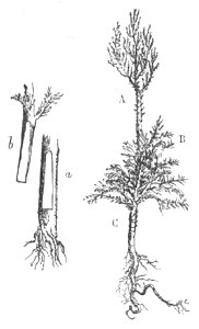 Baltet - L'art de greffer - fig113