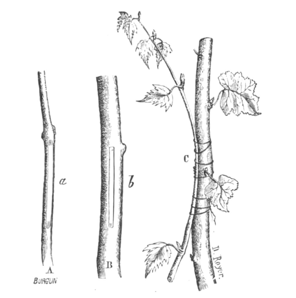 Baltet - L'art de greffer - fig37