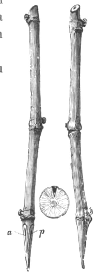 Baltet - L'art de greffer - fig128