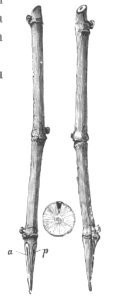 Baltet - L'art de greffer - fig128