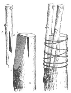 Baltet - L'art de greffer - fig85