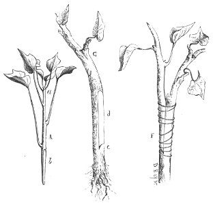 Baltet - L'art de greffer - fig118