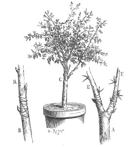 Baltet - L'art de greffer - fig117