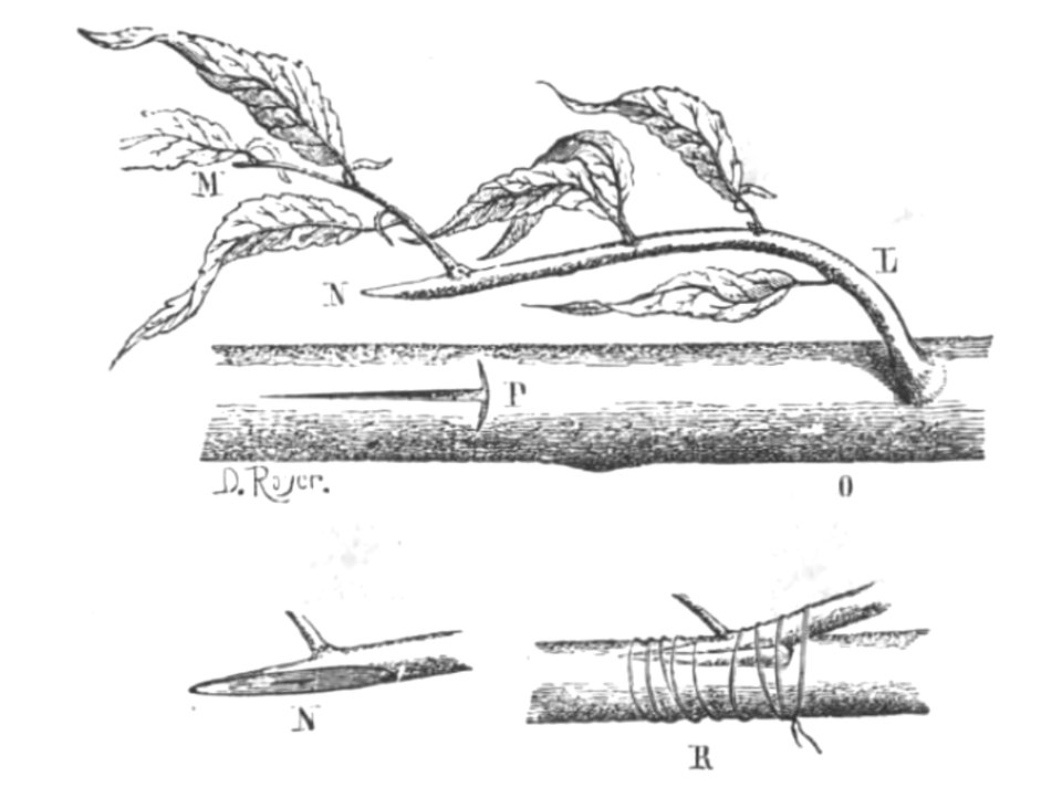 Baltet - L'art de greffer - fig44