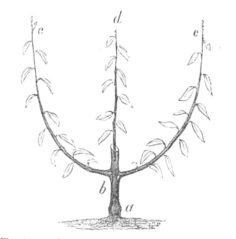 Baltet - L'art de greffer - fig121