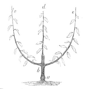 Baltet - L'art de greffer - fig121