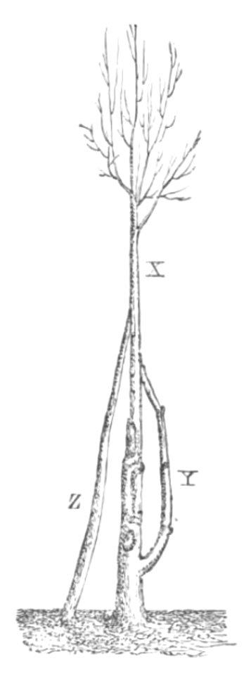 Baltet - L'art de greffer - fig138