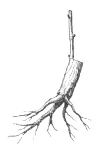 Baltet - L'art de greffer - fig127
