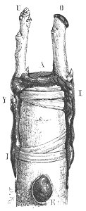Baltet - L'art de greffer - fig13