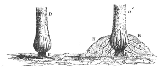 Baltet - L'art de greffer - fig108