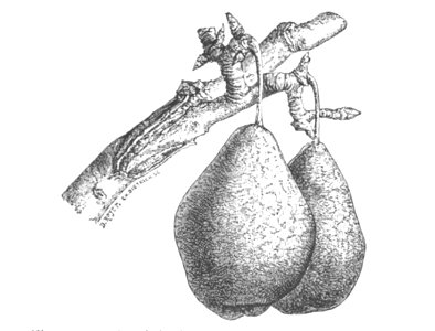 Baltet - L'art de greffer - fig137