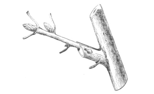Baltet - L'art de greffer - fig136