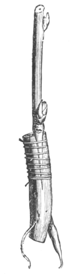 Baltet - L'art de greffer - fig115