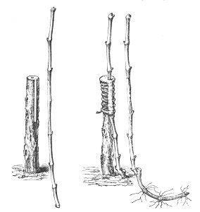 Baltet - L'art de greffer - fig153