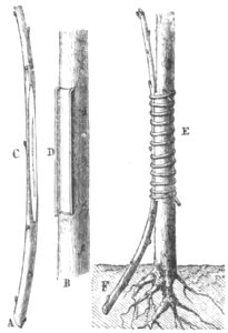 Baltet - L'art de greffer - fig143