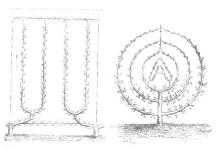 Baltet - L'art de greffer - fig144