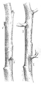 Baltet - L'art de greffer - fig148