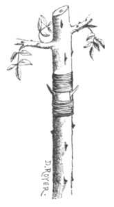 Baltet - L'art de greffer - fig123