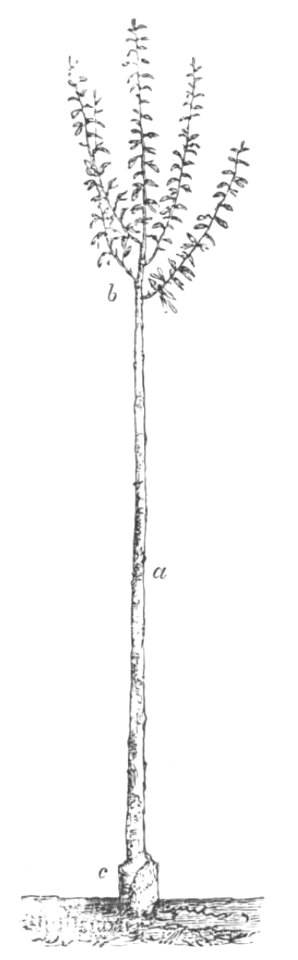 Baltet - L'art de greffer - fig162