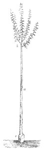 Baltet - L'art de greffer - fig162
