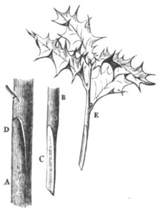 Baltet - L'art de greffer - fig67