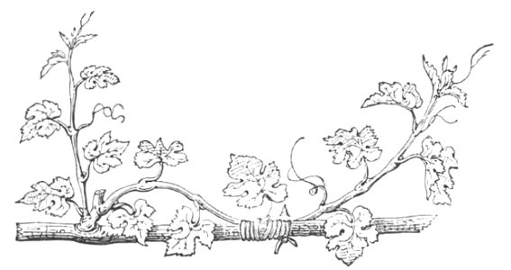 Baltet - L'art de greffer - fig152