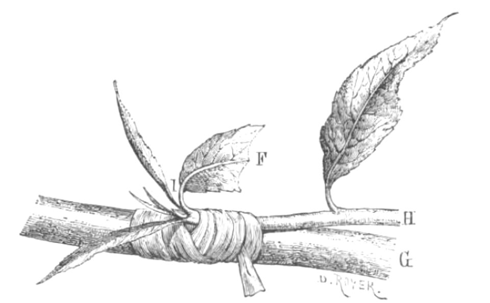 Baltet - L'art de greffer - fig151