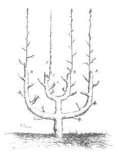 Baltet - L'art de greffer - fig156